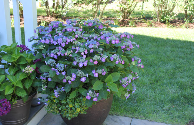 750916_web1_gtr-liv-535-hydrangeas5-022219