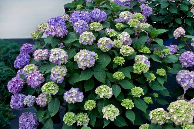 750916_web1_gtr-liv-535-hydrangeas6-022219