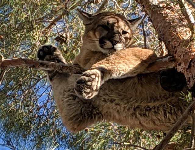 763762_web1_Cougar