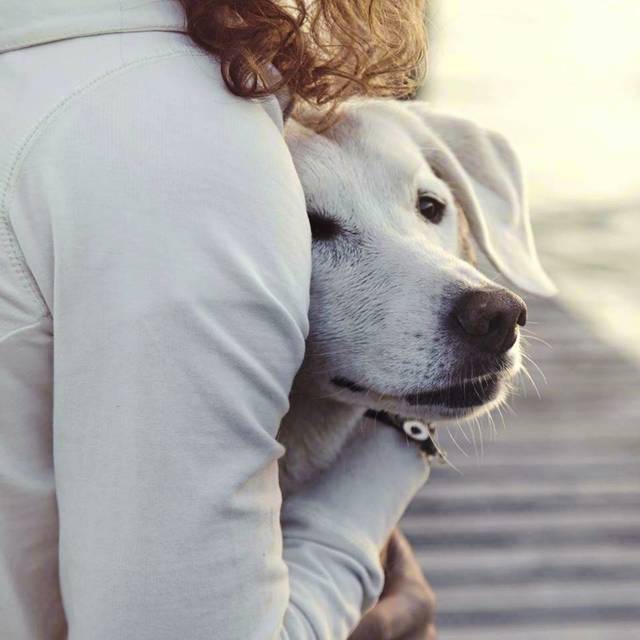 771493_web1_gtr-liv-shelterpets1-021919 771493_web1_gtr-liv-shelterpets1-021919