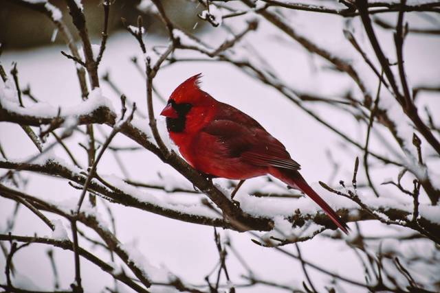 772235_web1_WEB-winter-bird