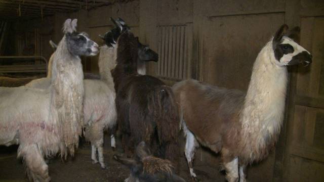 773040_web1_DzzImi4WoAA5N2s