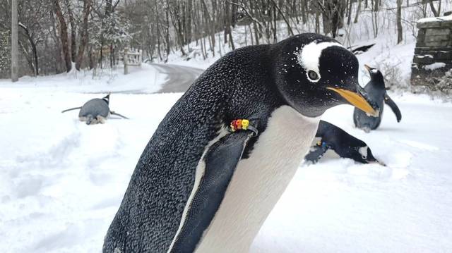 777627_web1_ptr-penguinszoo01-022119