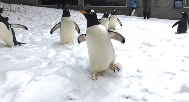777627_web1_ptr-penguinszoo02-022119