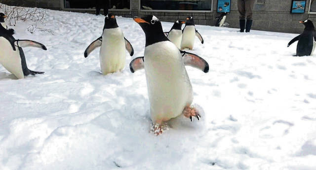 779640_web1_ptr-penguinszoo02-022119