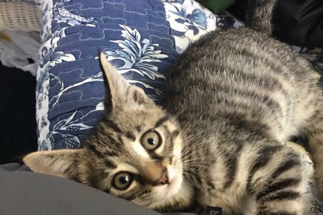 783354_web1_KittenSanborn