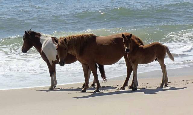 785519_web1_gtr-horses-022219