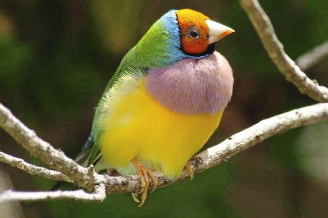 787107_web1_PTR-FIVETHINGSPGH-AVIARY-022319 787107_web1_PTR-FIVETHINGSPGH-AVIARY-022319