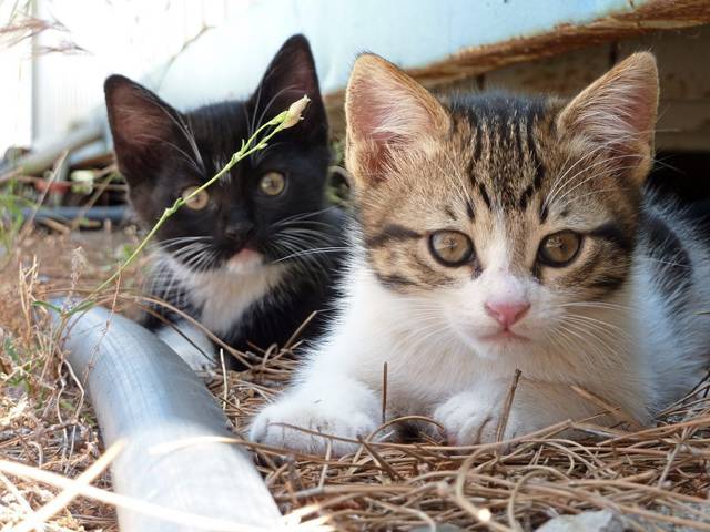 787455_web1_gtr-liv-catvideos-022219
