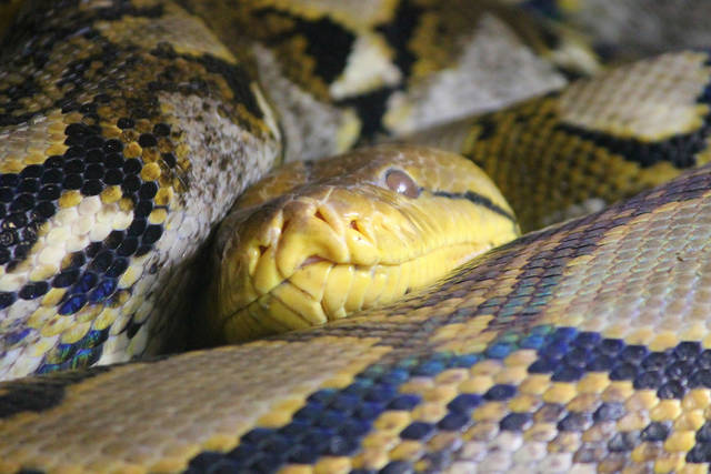 799002_web1_Snakes