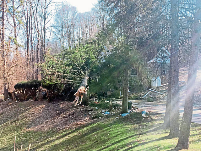 799808_web1_gtr-treedown2-022619