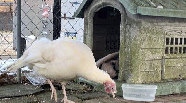 633586_web1_vnd-TurkeysNewHome2-011419