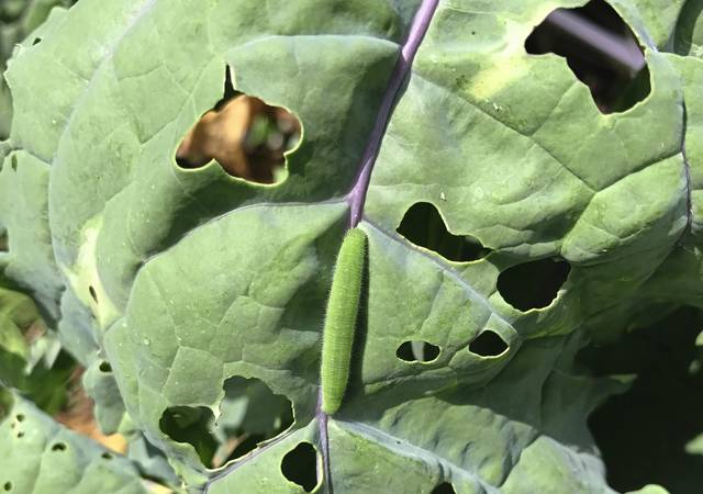 808919_web1_gtr-liv-garden01-030119