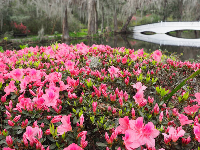 814720_web1_gtr-liv-535-magnolia7-030819