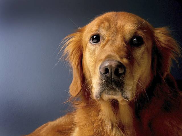 821788_web1_web-goldenretriever