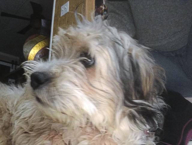 832532_web1_ptr-10000thanimalrescue01-030519
