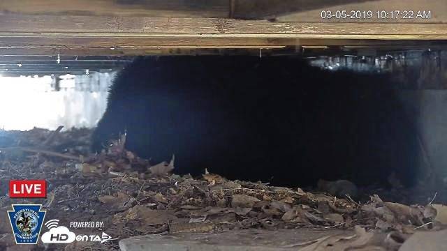 837013_web1_vnd-bearCam-030619