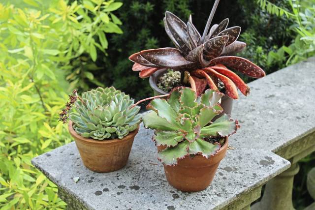 839876_web1_gtr-liv-garden-01031019
