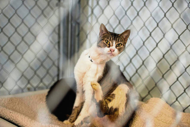 841727_web1_GTR-AnimalRescue1-030619