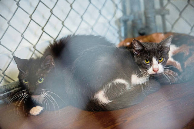 841727_web1_GTR-AnimalRescue4-030619