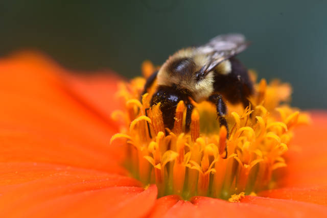 843307_web1_gtr-liv-535-pollinators1-031519
