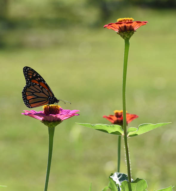 843307_web1_gtr-liv-535-pollinators10-031519