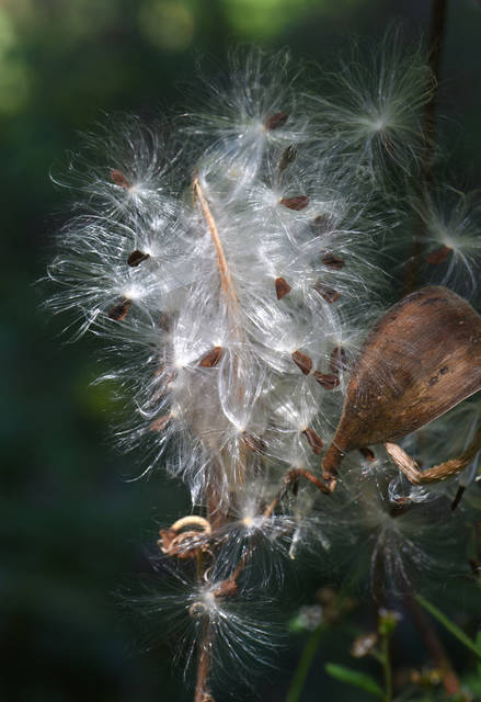 843307_web1_gtr-liv-535-pollinators7-031519