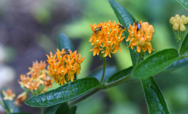 843307_web1_gtr-liv-535-pollinators8-031519