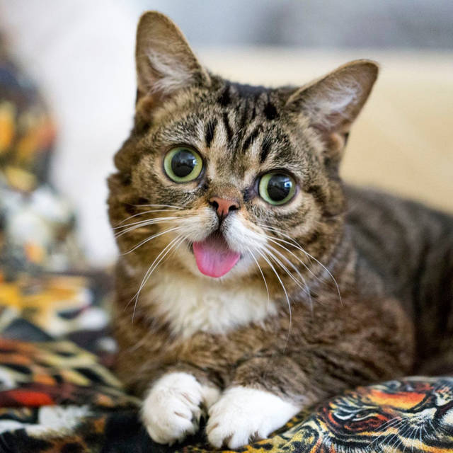845494_web1_celebrity-cat-6c94abc0-3eaa-11e9-9361-301ffb5bd5e6