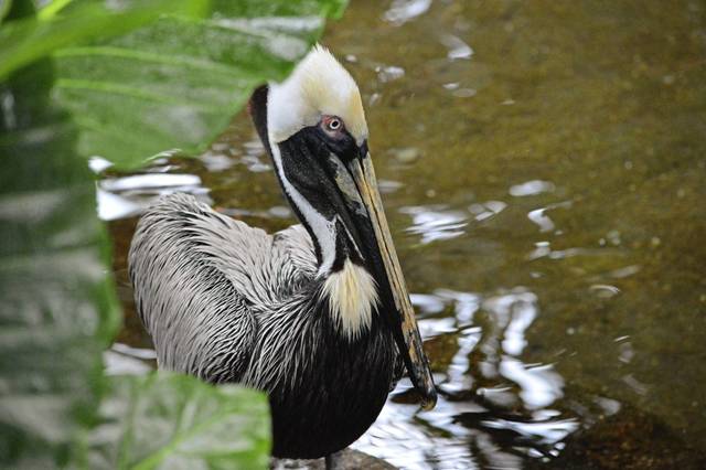 849383_web1_ptr-pelican2-030819