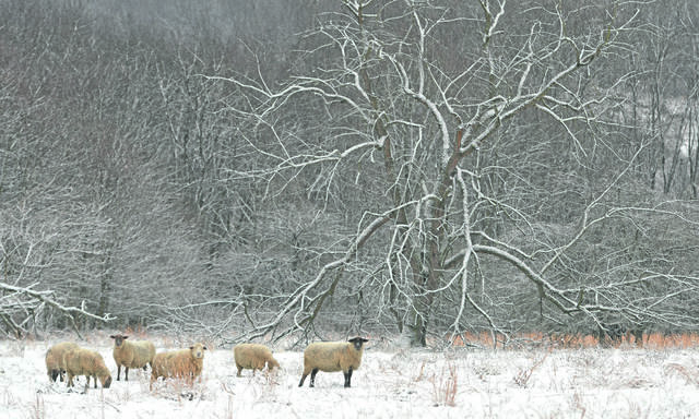 851125_web1_VND-LO-WinterWool-012519