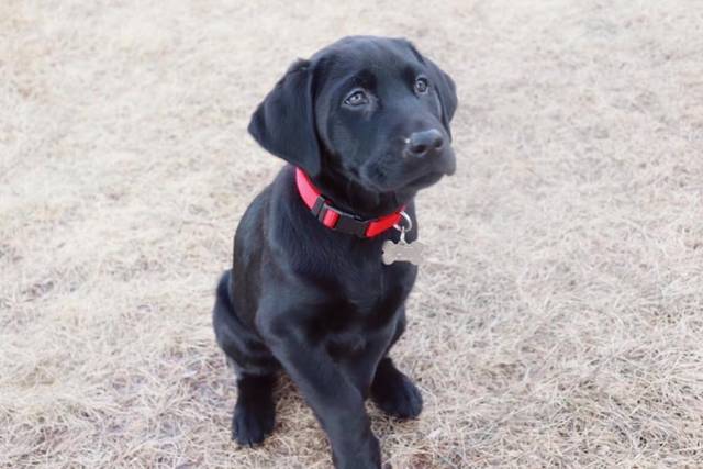 853799_web1_MiddletonNHPuppy