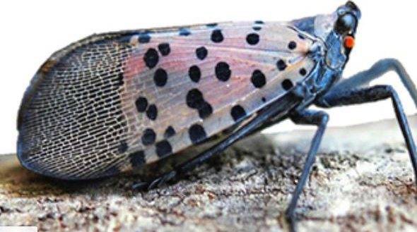 871549_web1_pcj-lanternfly-031419