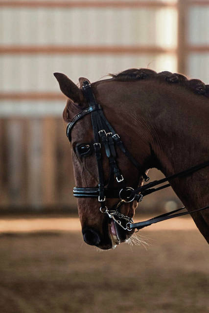 876114_web1_gtr-dressage004-031619
