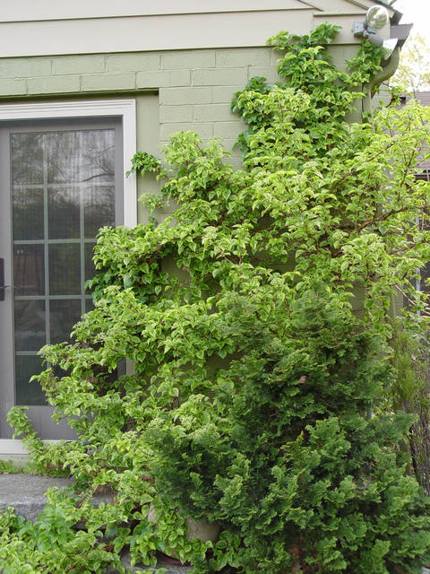 876853_web1_gtr-liv-535_3-newplant
