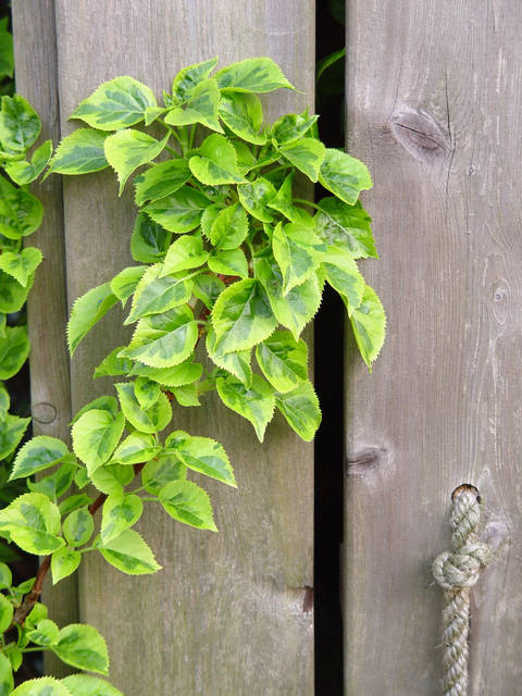 876853_web1_gtr-liv-535_5-newplant
