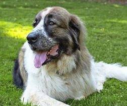 877497_web1_nj-petportraits-032119