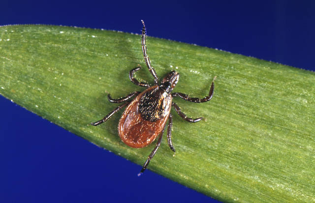 881188_web1_ptr-lymedisease-091018