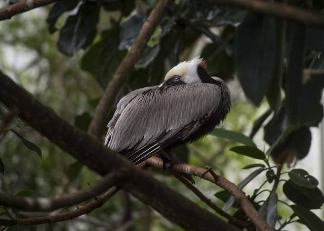882069_web1_PTR-Pelican02-031419-