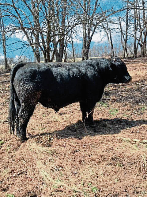 931942_web1_Bull