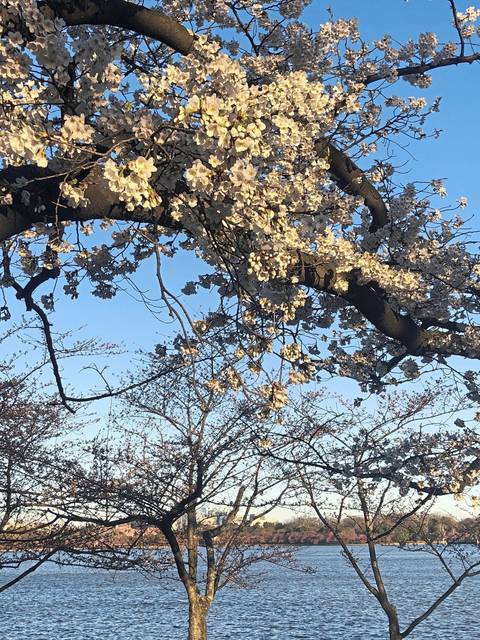 941989_web1_ptr-cherryblossomspeak-032819