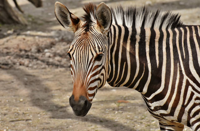 951062_web1_ptr-petzebra-033019