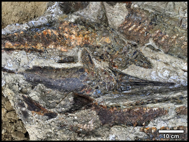 955437_web1_fossils-81487bec-5277-11e9-8d28-f5149e5a2fda