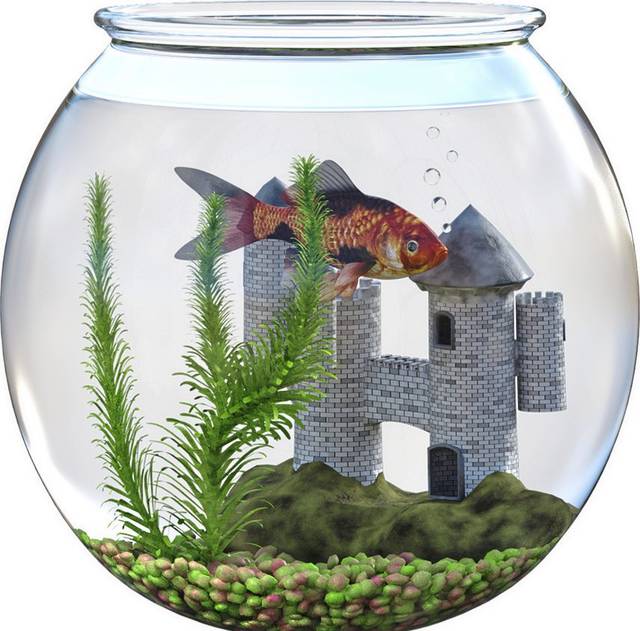 1002909_web1_ptr-fishbowl-web