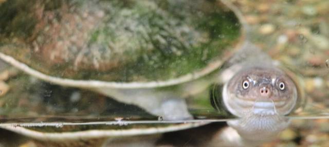 1003622_web1_PTR-REPTILES-TURTLE-041119