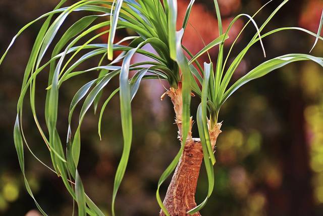 1009822_web1_gtr-liv-ponytailpalm-01-041219