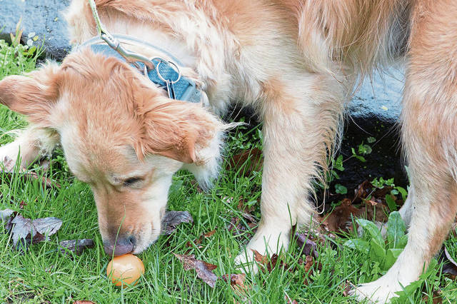 1010184_web1_gtr-OA-dogegghunt10-042219