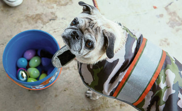 1010184_web1_gtr-OA-dogegghunt5-042219