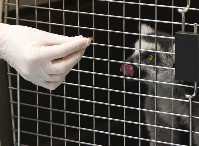 1026996_web1_ptr-lemursurgery1-041719 1026996_web1_ptr-lemursurgery1-041719