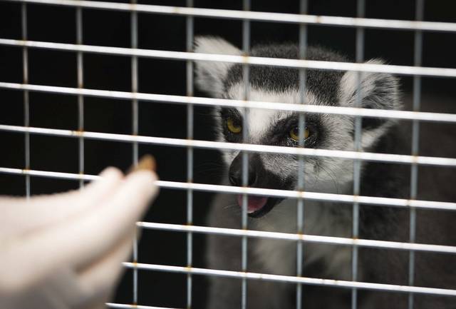 1026996_web1_ptr-lemursurgery4-041719 1026996_web1_ptr-lemursurgery4-041719
